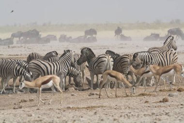 Afrika Hayvanı, açık çayırlarda yürüyen zebra grubu.