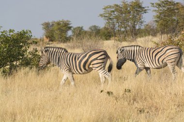 Afrika Hayvanı, açık çayırlarda yürüyen zebra grubu.