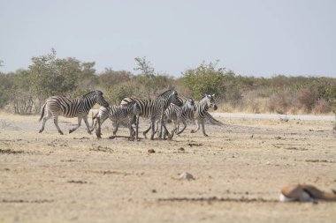 Afrika Hayvanı, açık çayırlarda yürüyen zebra grubu.