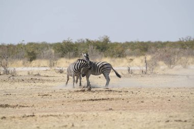 Afrika Hayvanı, açık çayırlarda yürüyen zebra grubu.