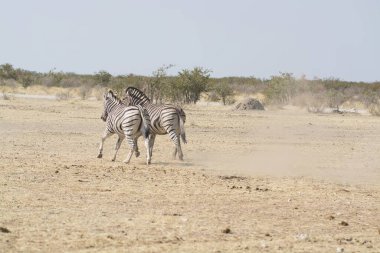 zebra family together in natural habitat. Simple descriptive wildlife photo for stock.