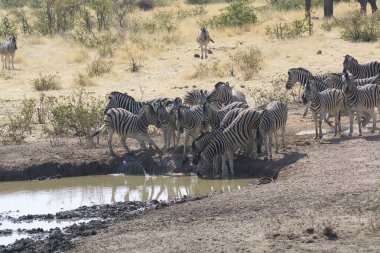 zebra family together in natural habitat. Simple descriptive wildlife photo for stock.