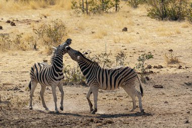 zebra family together in natural habitat. Simple descriptive wildlife photo for stock.