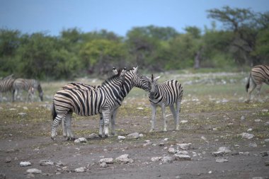 zebra family together in natural habitat. Simple descriptive wildlife photo for stock.