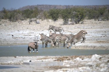 Afrika Hayvanı, vahşi savanadaki zebra yavrusu.