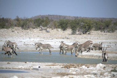 Afrika Hayvanı, vahşi savanadaki zebra yavrusu.