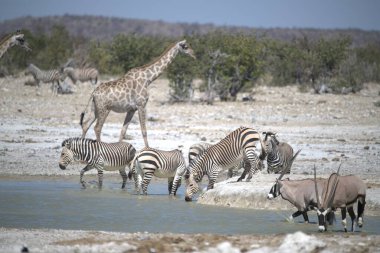 Afrika Hayvanı, vahşi savanadaki zebra yavrusu.