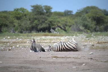 zebra family together in natural habitat. Simple descriptive wildlife photo for stock.