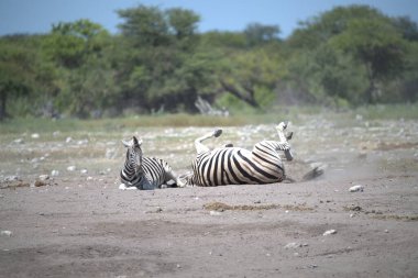 zebra family together in natural habitat. Simple descriptive wildlife photo for stock.