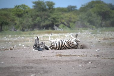 zebra family together in natural habitat. Simple descriptive wildlife photo for stock.