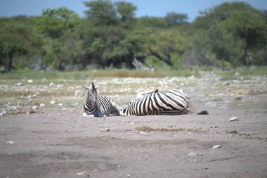 zebra family together in natural habitat. Simple descriptive wildlife photo for stock.