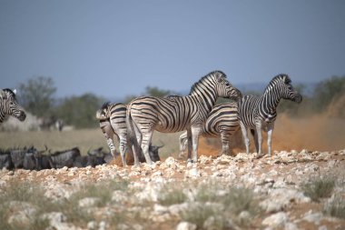 zebra family together in natural habitat. Simple descriptive wildlife photo for stock.