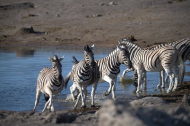 zebra family together in natural habitat. Simple descriptive wildlife photo for stock.