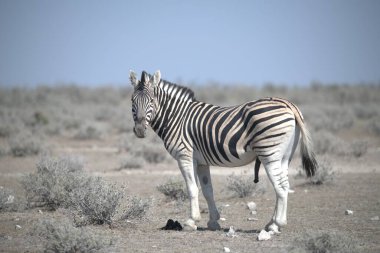 zebra family together in natural habitat. Simple descriptive wildlife photo for stock.