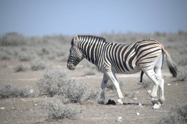 zebra family together in natural habitat. Simple descriptive wildlife photo for stock.