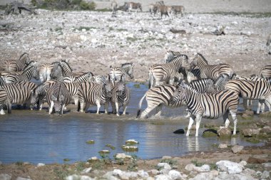 zebra family together in natural habitat. Simple descriptive wildlife photo for stock.