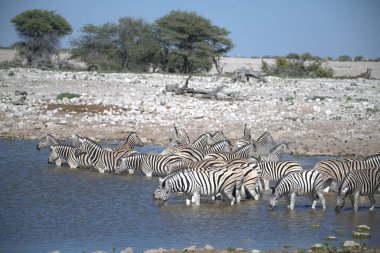 zebra family together in natural habitat. Simple descriptive wildlife photo for stock.