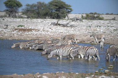 zebra family together in natural habitat. Simple descriptive wildlife photo for stock.