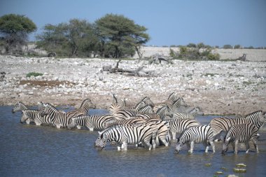 zebra family together in natural habitat. Simple descriptive wildlife photo for stock.