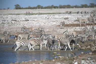 zebra family together in natural habitat. Simple descriptive wildlife photo for stock.