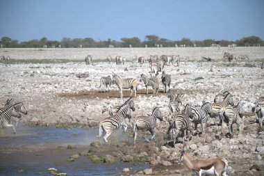 zebra family together in natural habitat. Simple descriptive wildlife photo for stock.