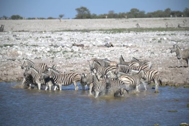 zebra family together in natural habitat. Simple descriptive wildlife photo for stock.