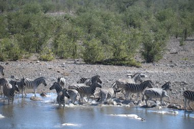 zebra family together in wild savannah, Animal of Africa
