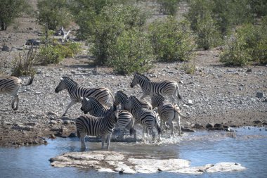zebra family together in wild savannah, Animal of Africa
