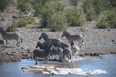 zebra family together in wild savannah, Animal of Africa