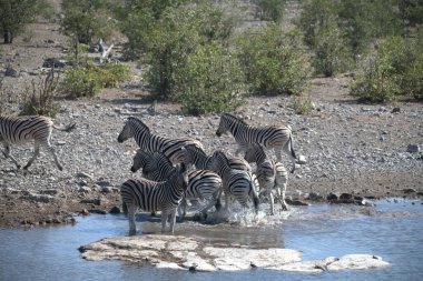zebra family together in wild savannah, Animal of Africa