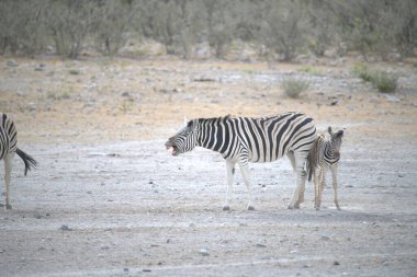 zebra family together in wild savannah, Animal of Africa