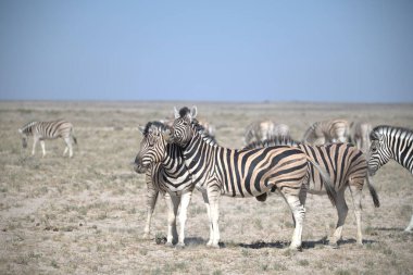 Zebra savanada yürüyor