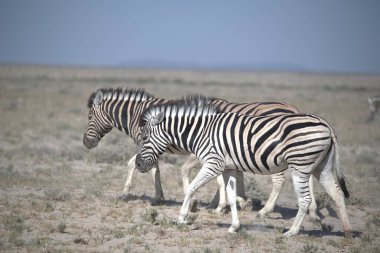 Çayırdaki zebra