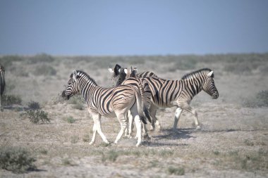 Etoşa Ulusal Parkı, Namibya 'da kumda zebra var.