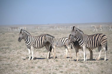 Kenya bozkırında zebra