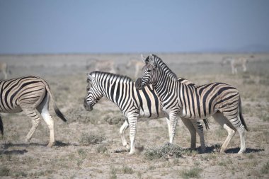Zebra vahşi doğada