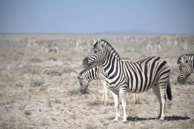Afrika bozkırında zebra