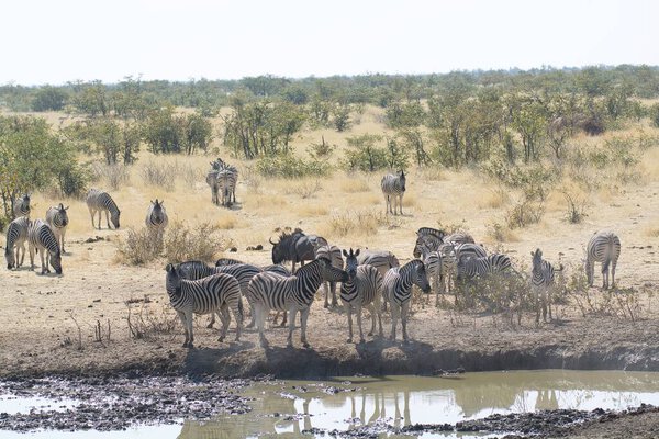 zebra family together in natural habitat. Simple descriptive wildlife photo for stock.