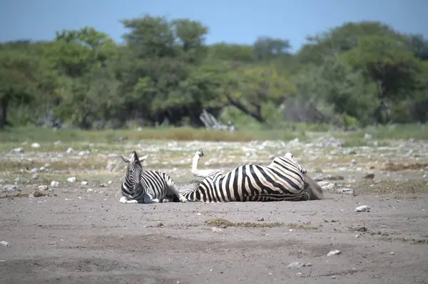 zebra family together in natural habitat. Simple descriptive wildlife photo for stock.
