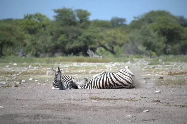 zebra family together in natural habitat. Simple descriptive wildlife photo for stock.