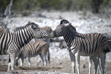 Afrika, Namibya bozkırında zebralar