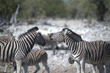 Zebralar etkin ulusal park, Namibya