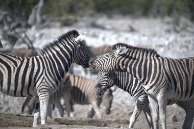 Zebralar etkin ulusal park, Namibya