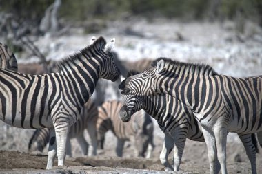 Hayvanat bahçesinde siyah ve beyaz zebra.
