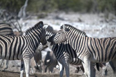 Vahşi doğada, Kenya bozkırında zebralar