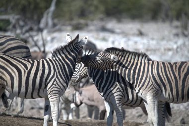 Güney Afrika Kruger Ulusal Parkı 'nda Zebralar