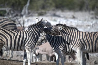 Zebralar etkin ulusal park, Namibya