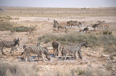 Zebra etosha 'da su içiyor