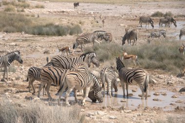 Zebra ve zebralar Etoşa Ulusal Parkı, Namibya 'da bir delikte.