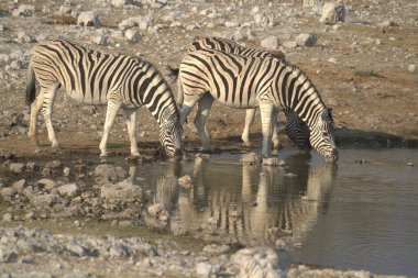 İki vahşi zebra sudan su içiyor.